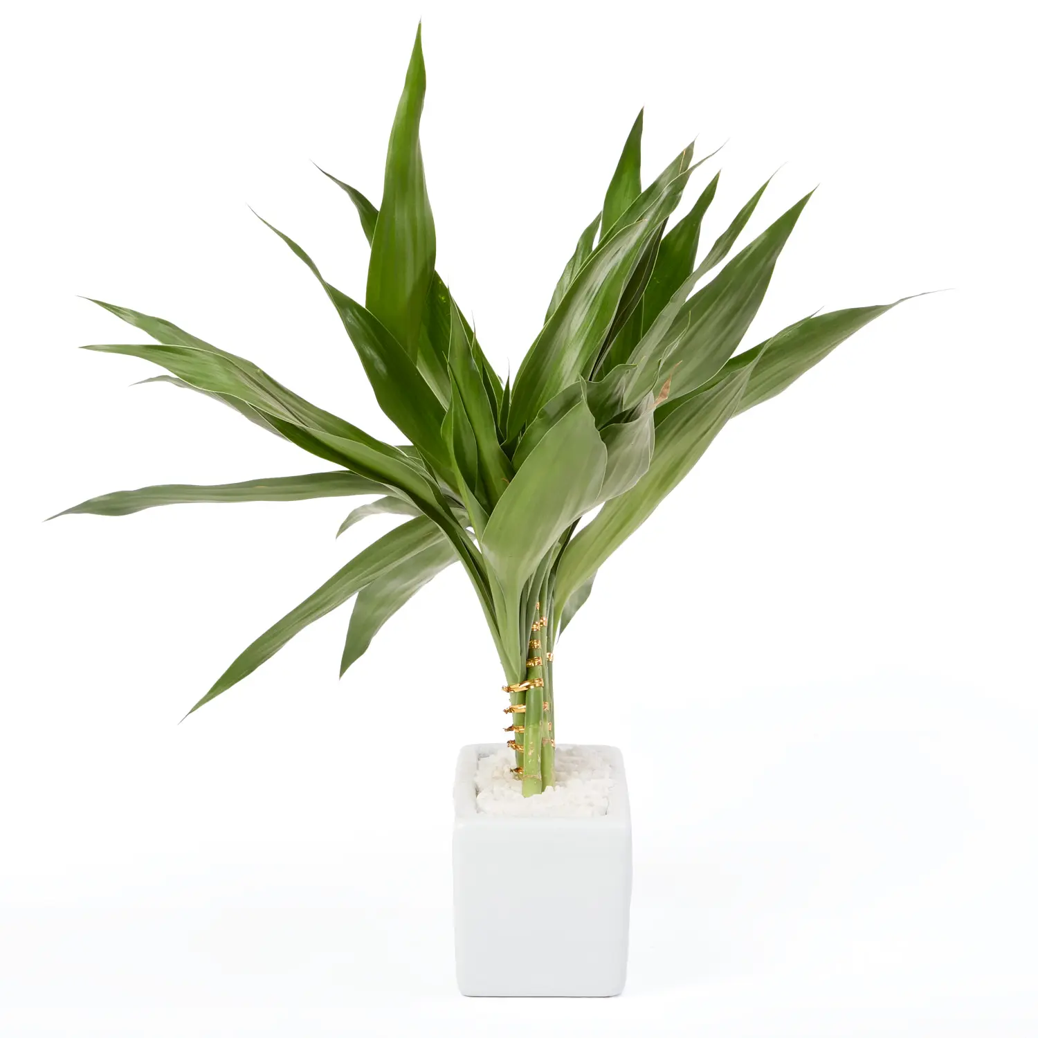 2-Dracena Pavao Planta Natural Timlog