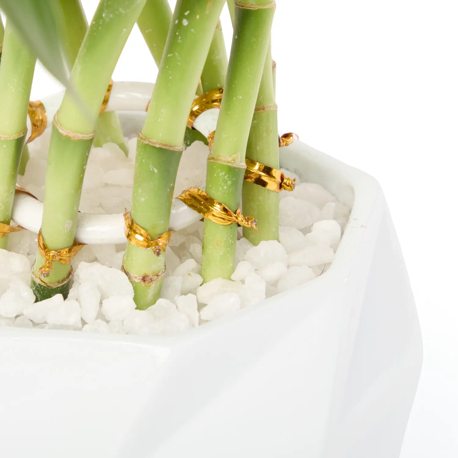 2-Dracena Spiral Planta Natural Timlog