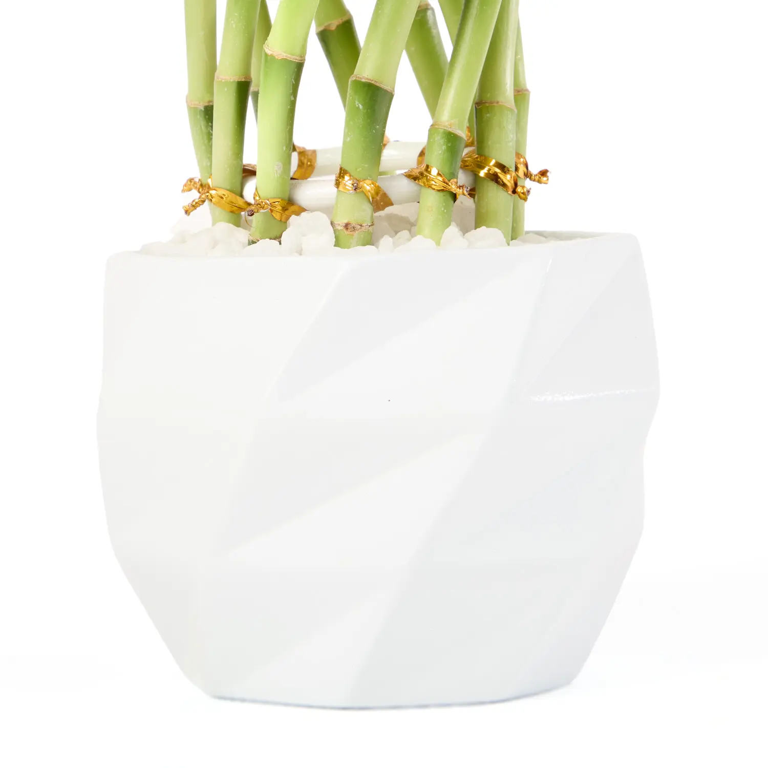 4-Dracena Spiral Planta Natural Timlog