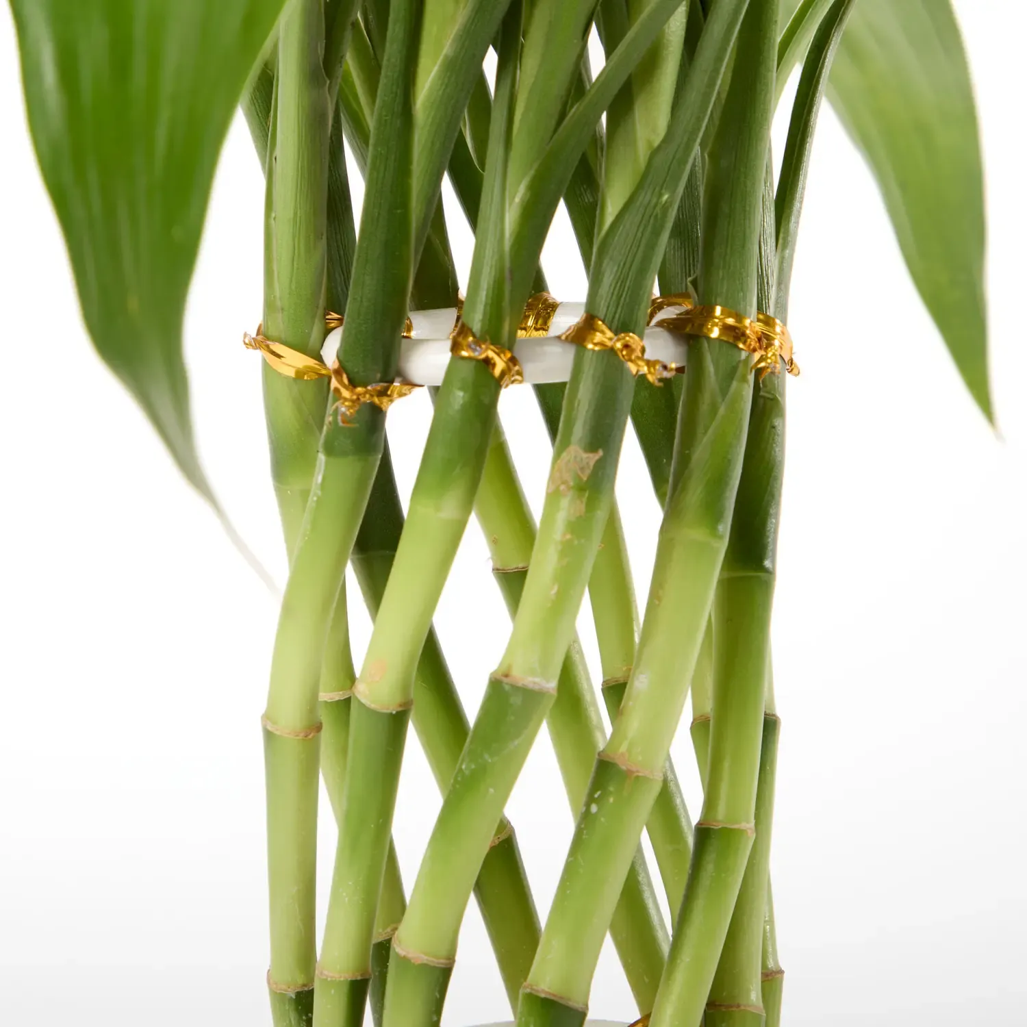 3-Dracena Spiral Planta Natural Timlog