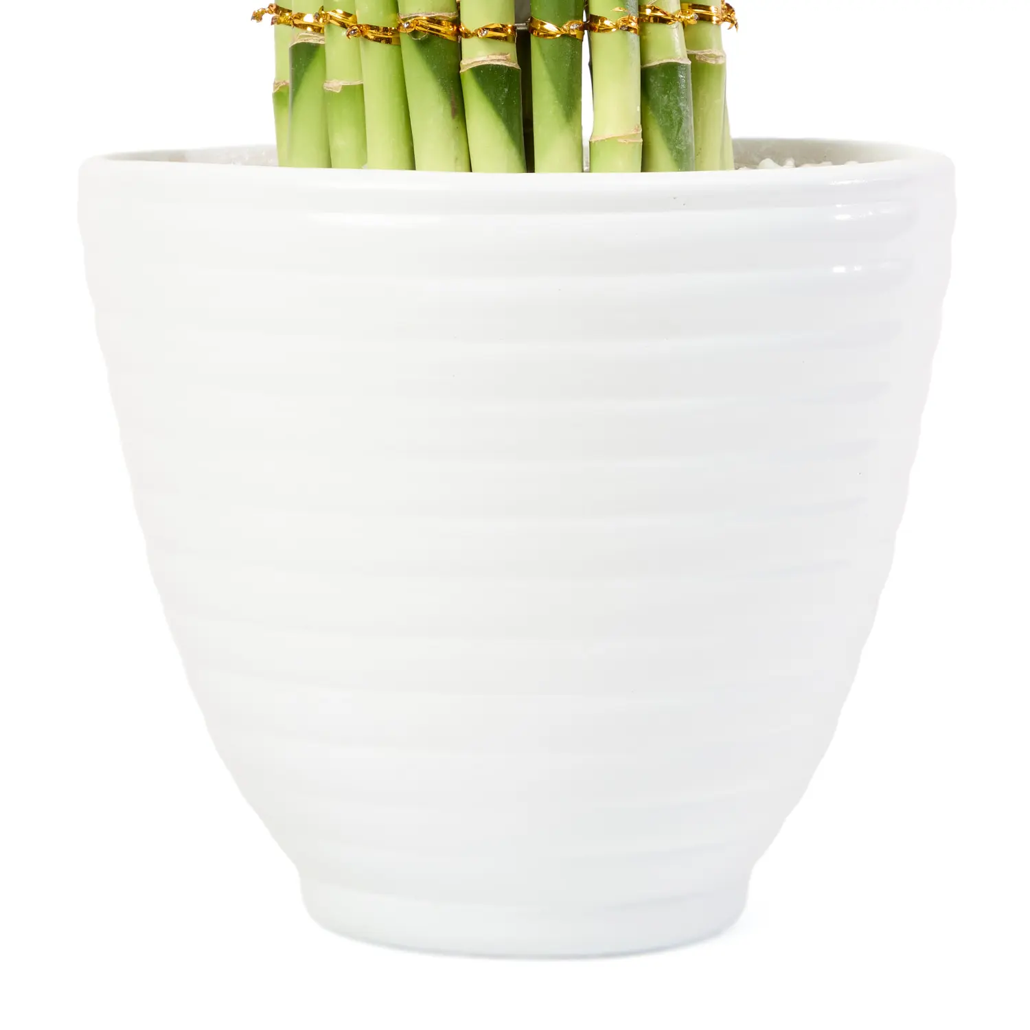 4-Dracena Circular Planta Natural Timlog