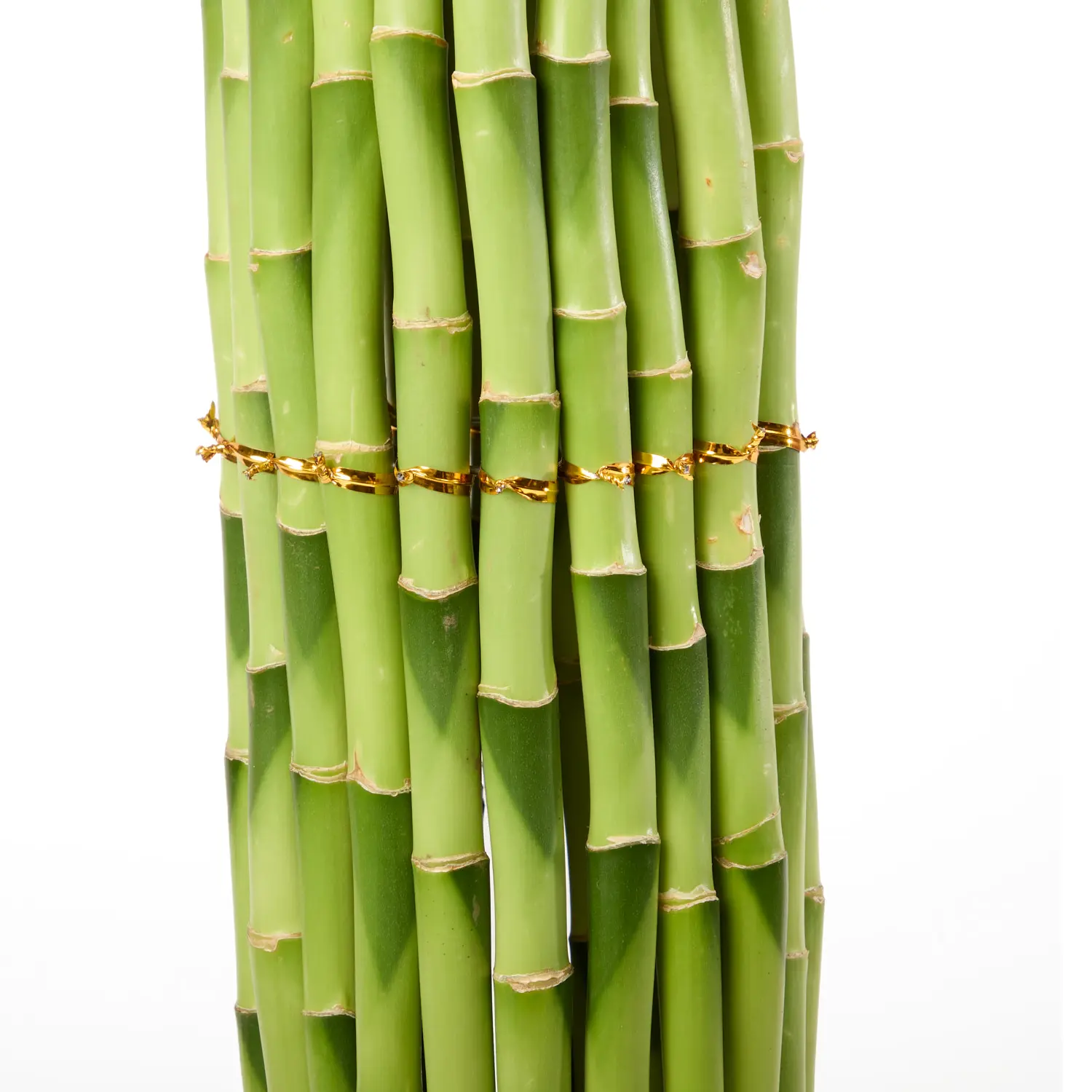 3-Dracena Circular Planta Natural Timlog