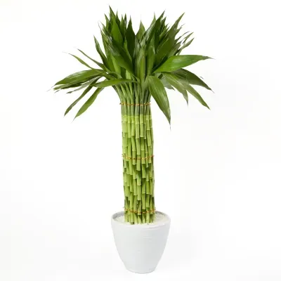 Dracena Micro Circular Planta Natural Timlog