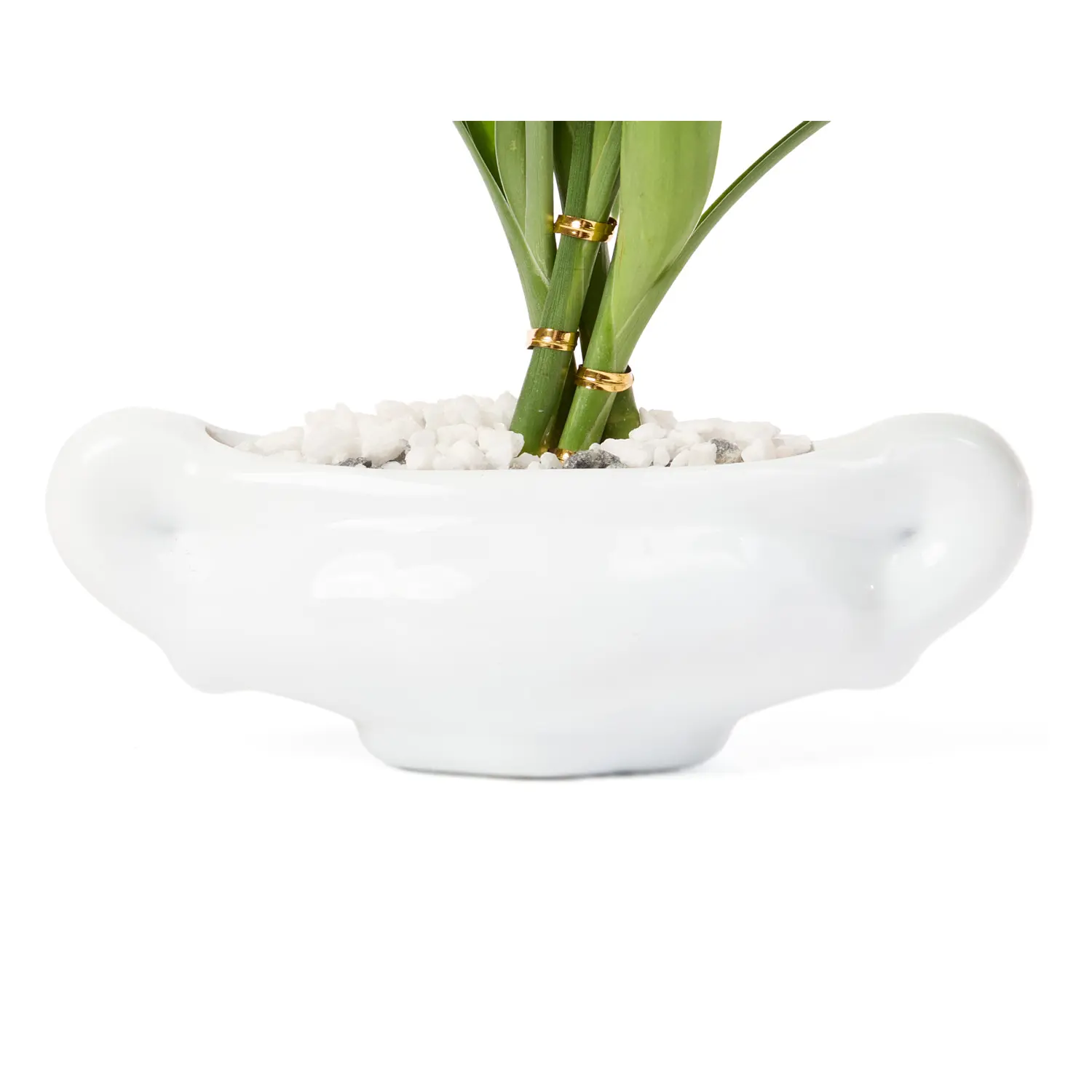 4-Dracena Mini Cerca Planta Natural Timlog