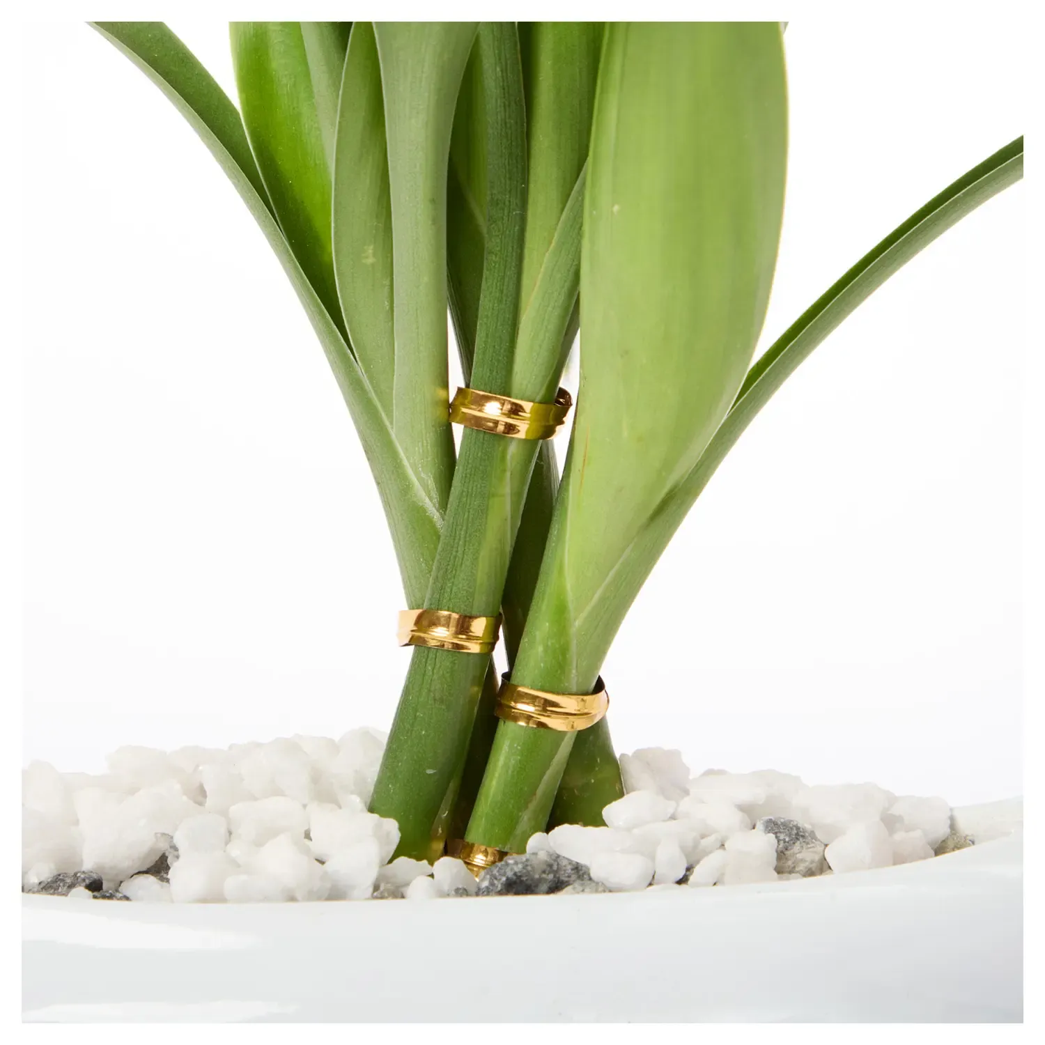 5-Dracena Mini Cerca Planta Natural Timlog