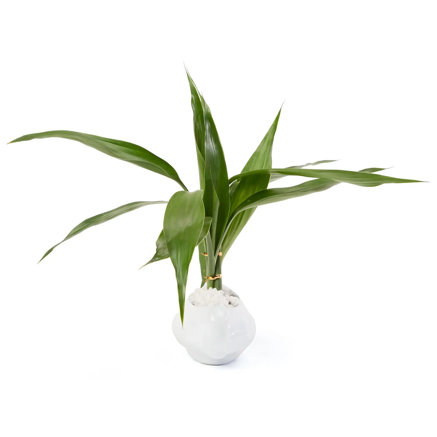 2-Dracena Mini Cerca Planta Natural Timlog
