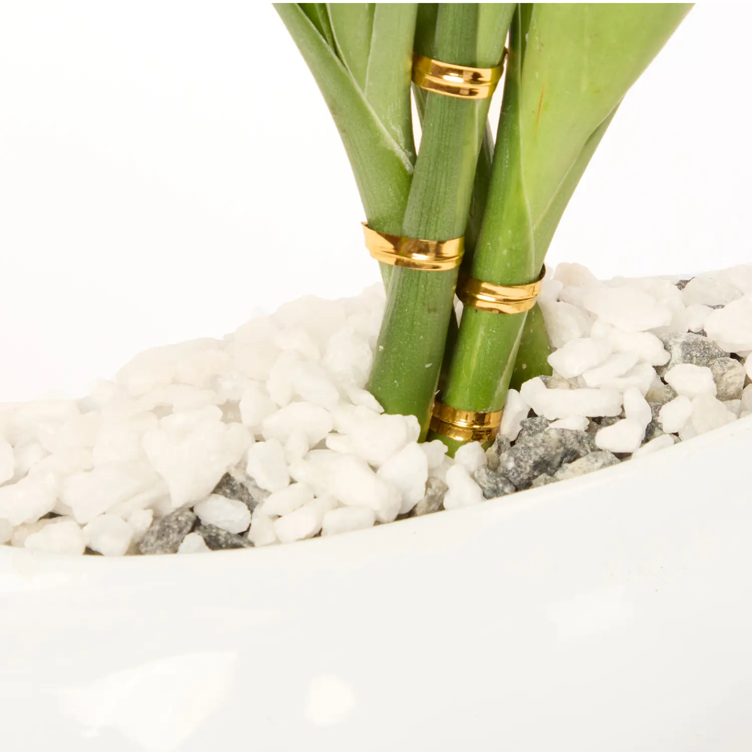 3-Dracena Mini Cerca Planta Natural Timlog