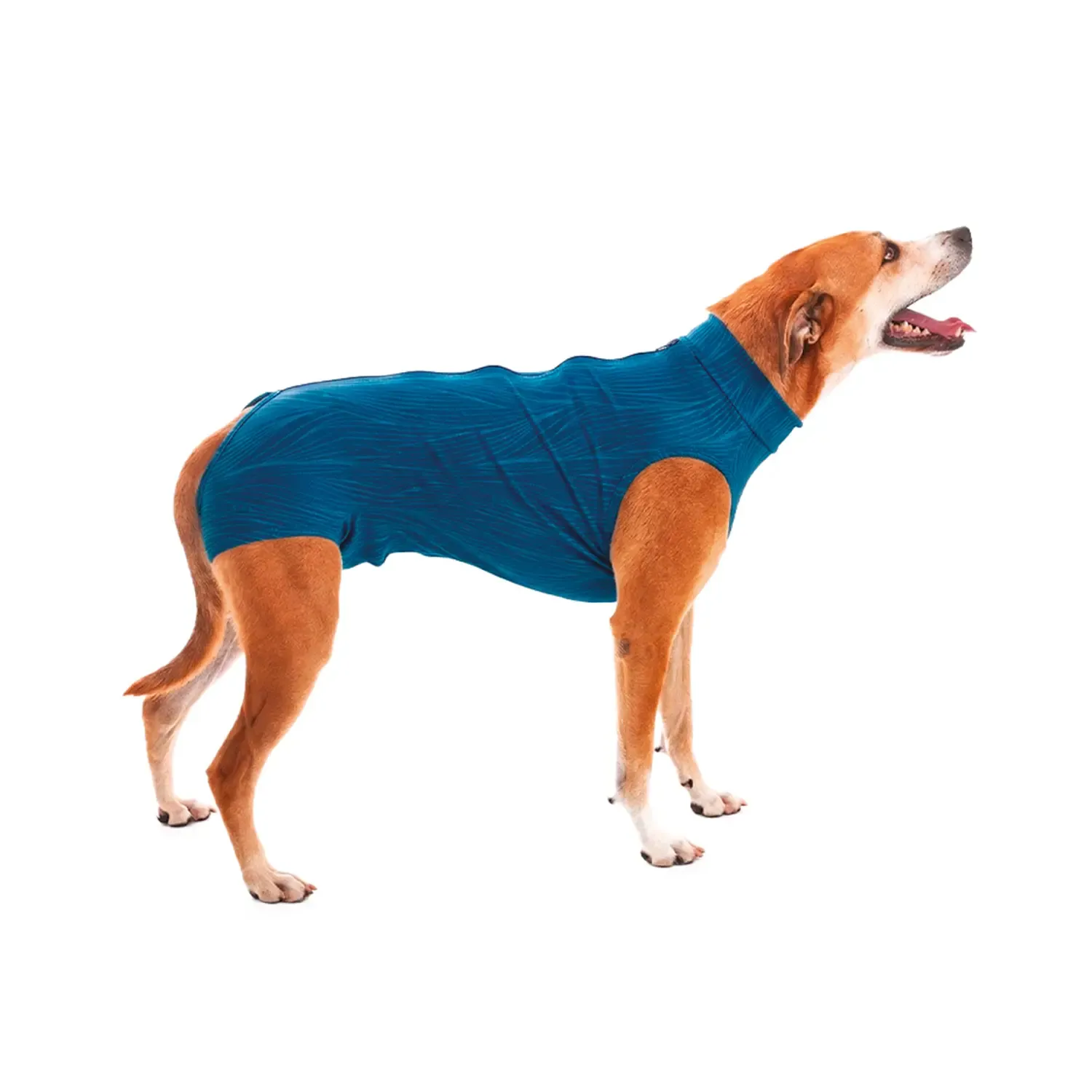 Roupa-Pos-Cirurgica-para-Caes-Machos-Castracao-Pet-Med-foto-principal