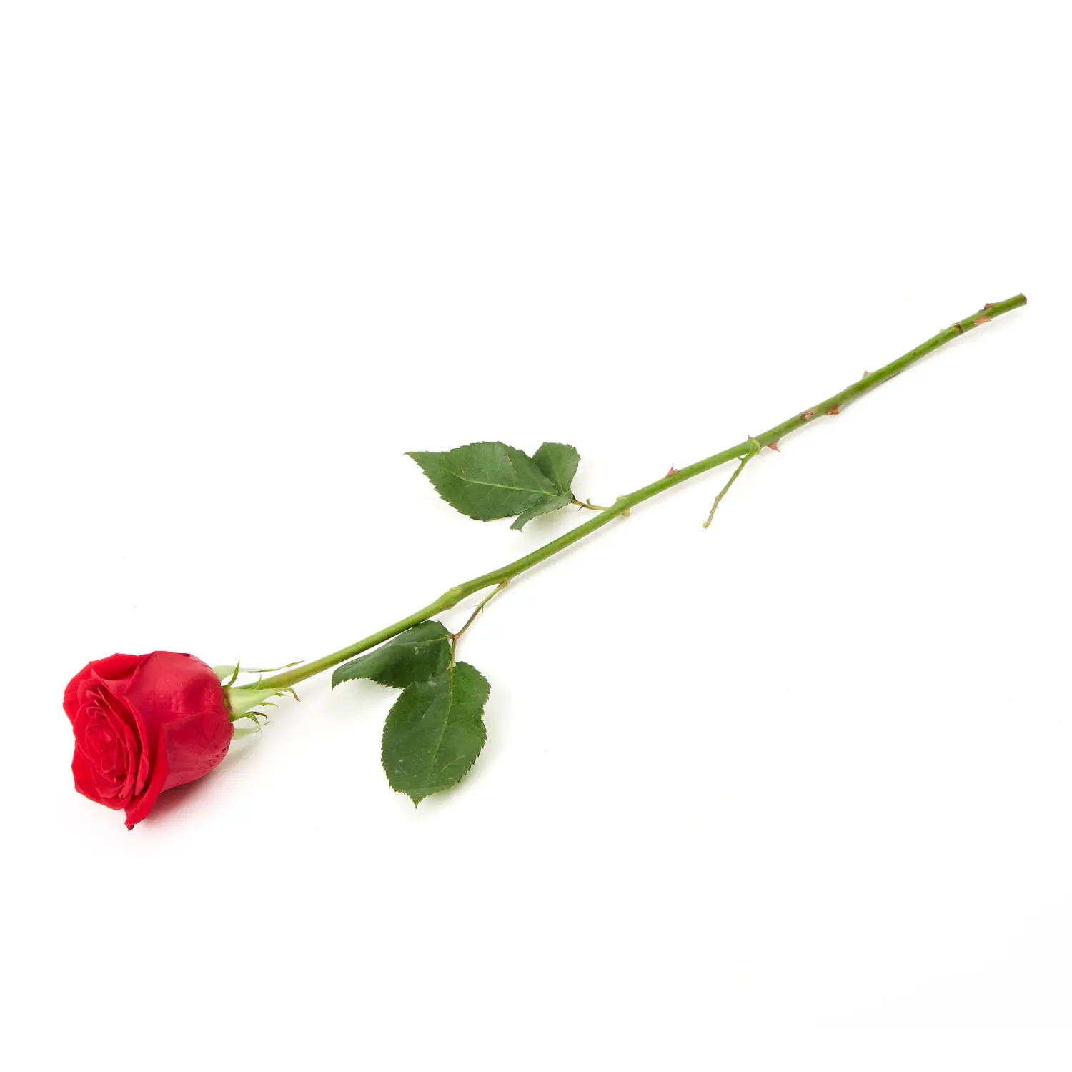 Rosa-Colombiana--Diagonal