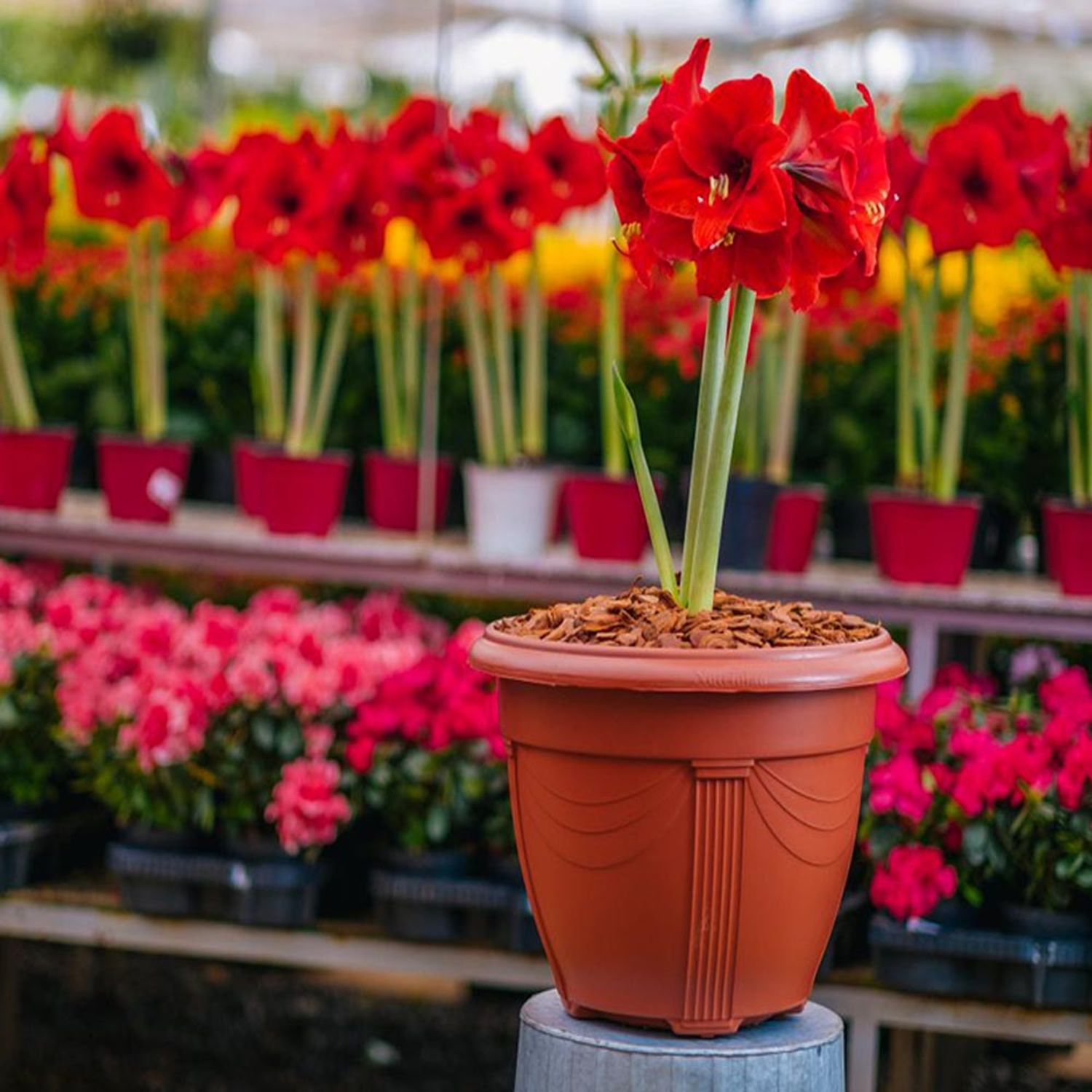 Vaso Plástico Romano Cerâmica Nutriplan com Flores