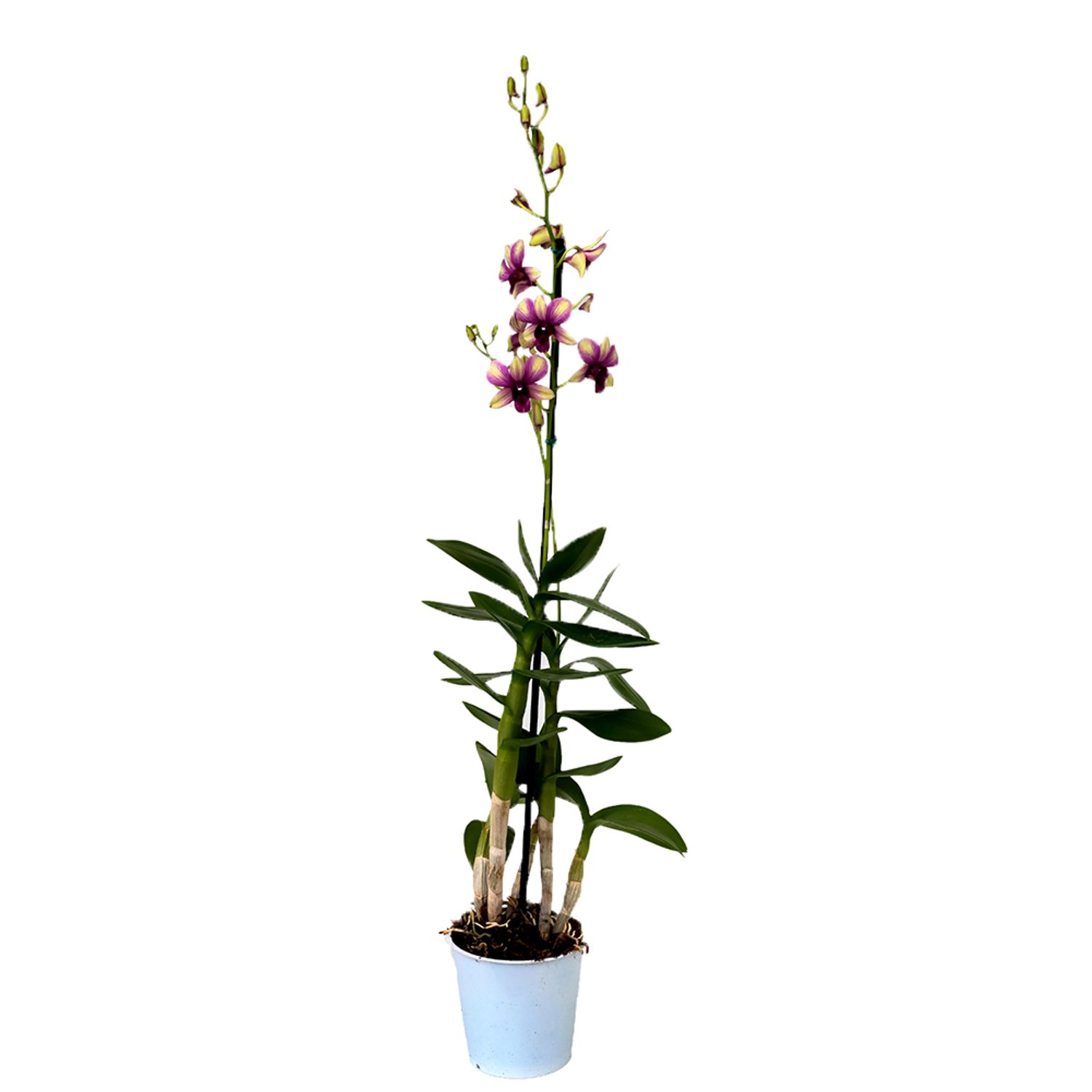 Orquidea-Denphalaen-Pote-13