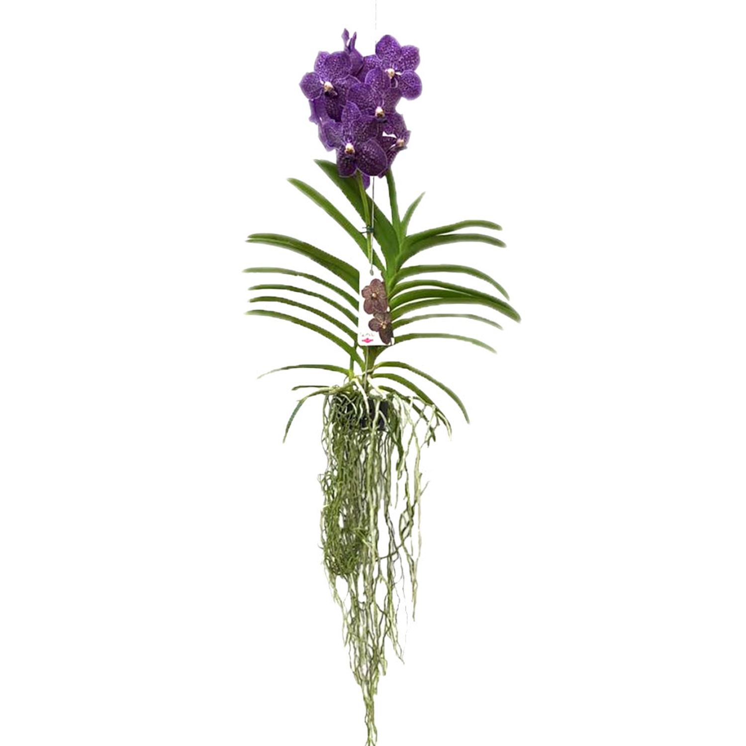 Orquidea-Vanda-Cesta-Vazada