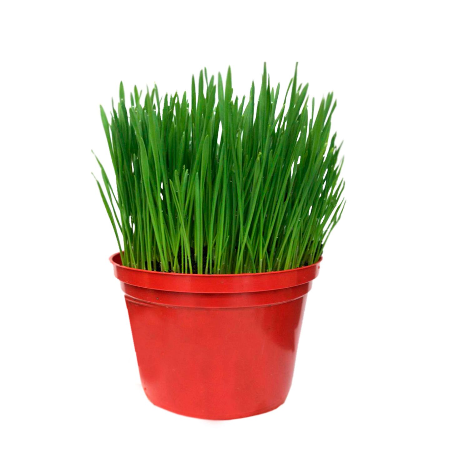 Graminha-de-Trigo-Natural