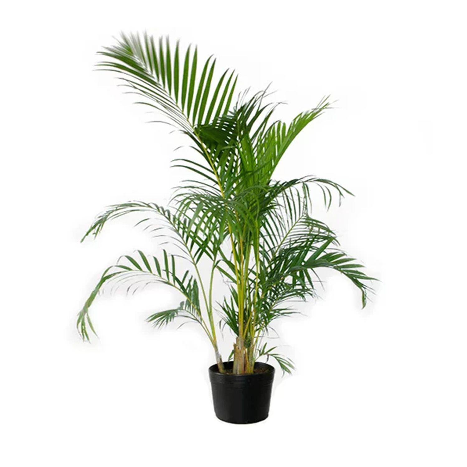 Palmeira-Areca-Bambu-Pote-24