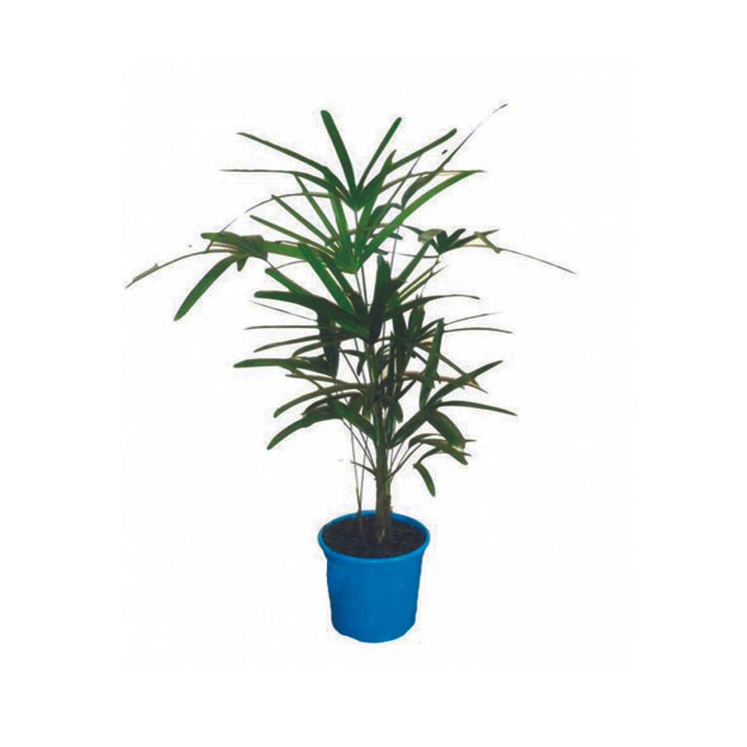 Palmeira-Raphis-Pote-24