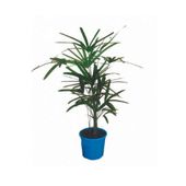 Palmeira Raphis Natural Pote 24