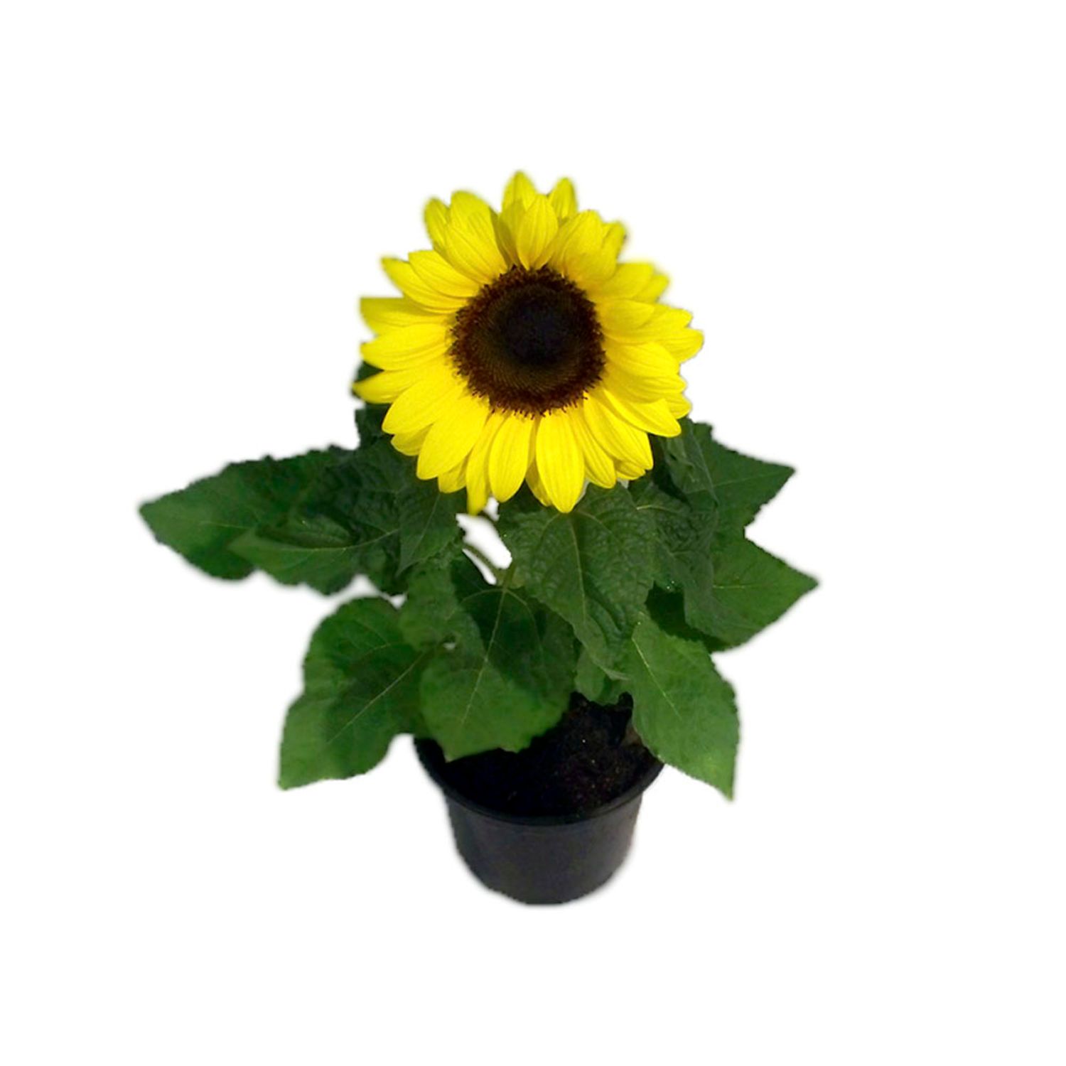 Girassol-Mini-Pote-11