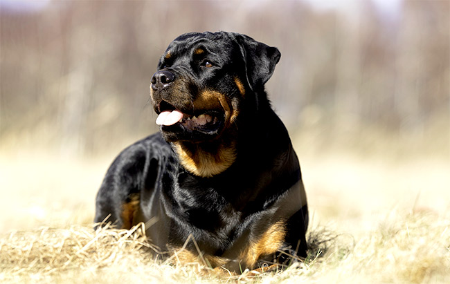 Rottweiler: conheça mais sobre a raça aqui | Cobasi