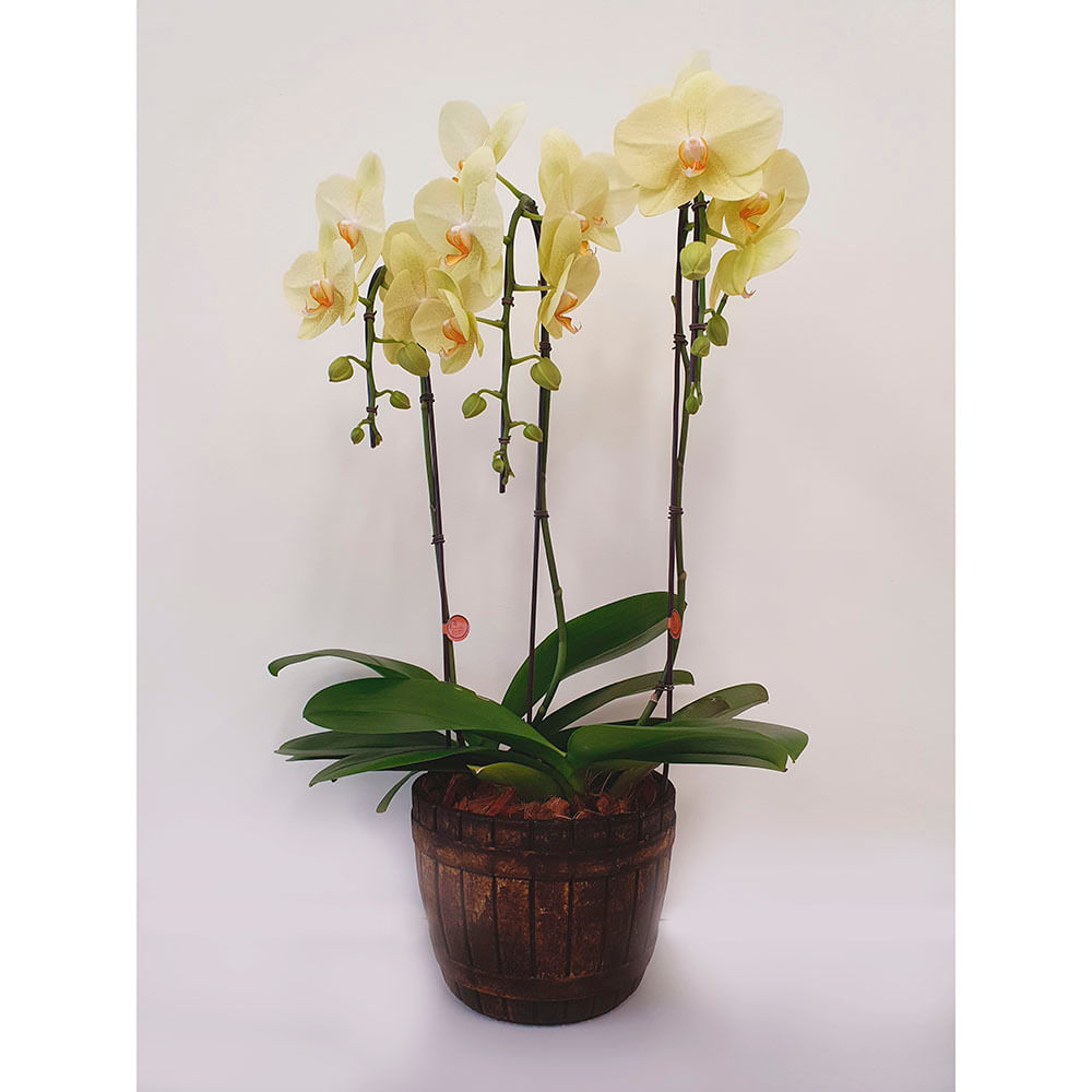 Orquídea Phale Mini Tina Marcelo Almeida para retirada em loja Pet Sop |  Cobasi