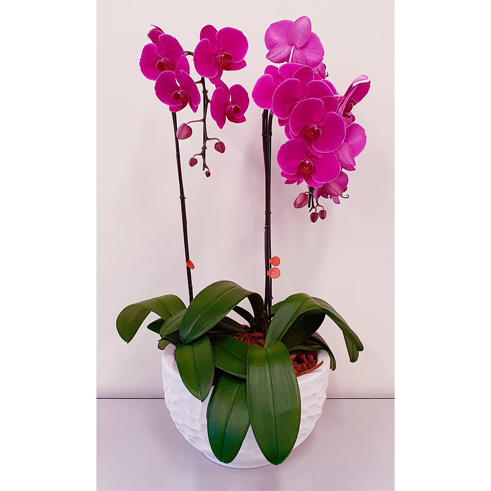 Orquídea Phale Lua Marcelo Almeida para retirada em loja Pet Sop | Cobasi