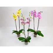 Orquídea Phale PT12 2 Hastes