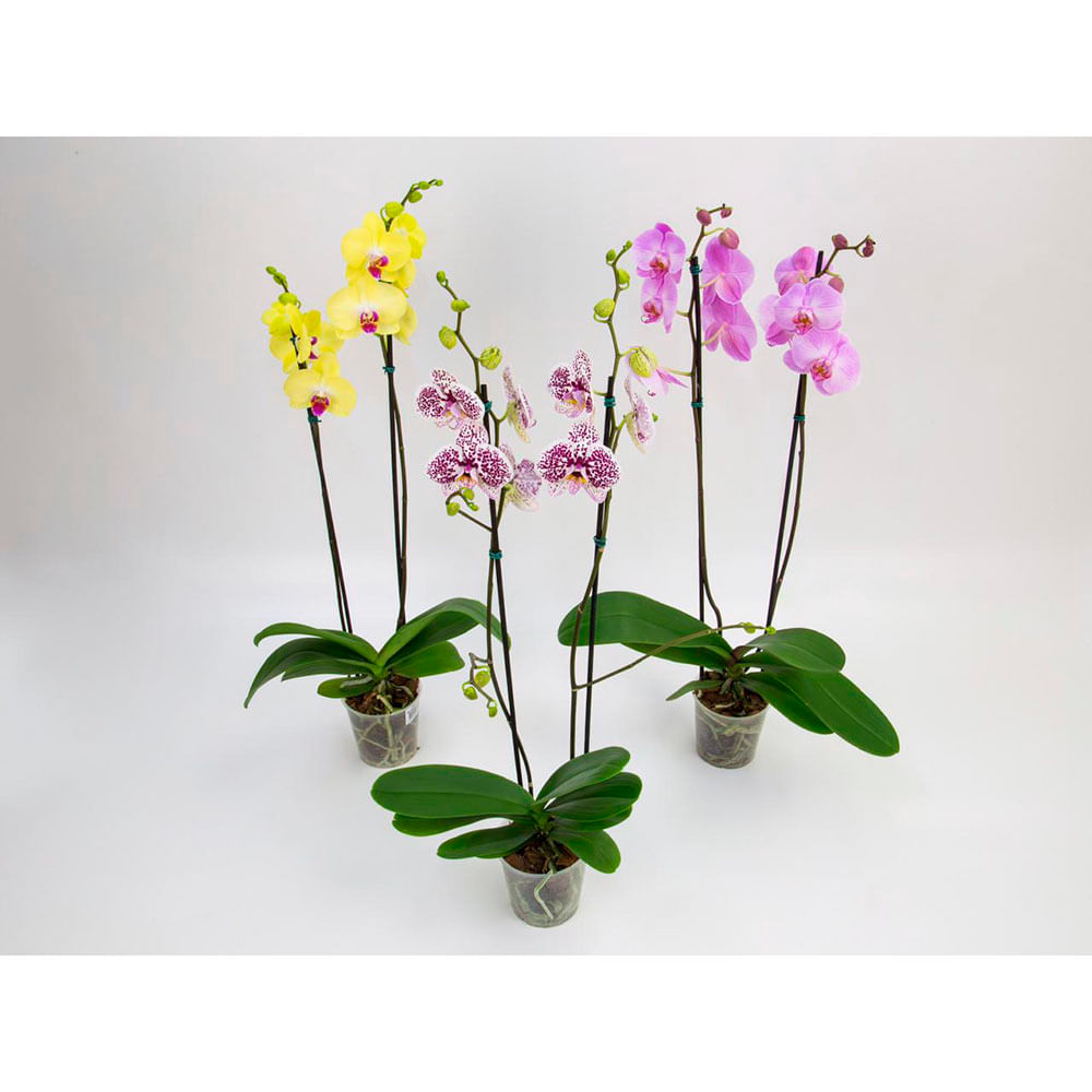 Orquídea Phale PT12 2 Hastes para retirada em loja Pet Sop | Cobasi