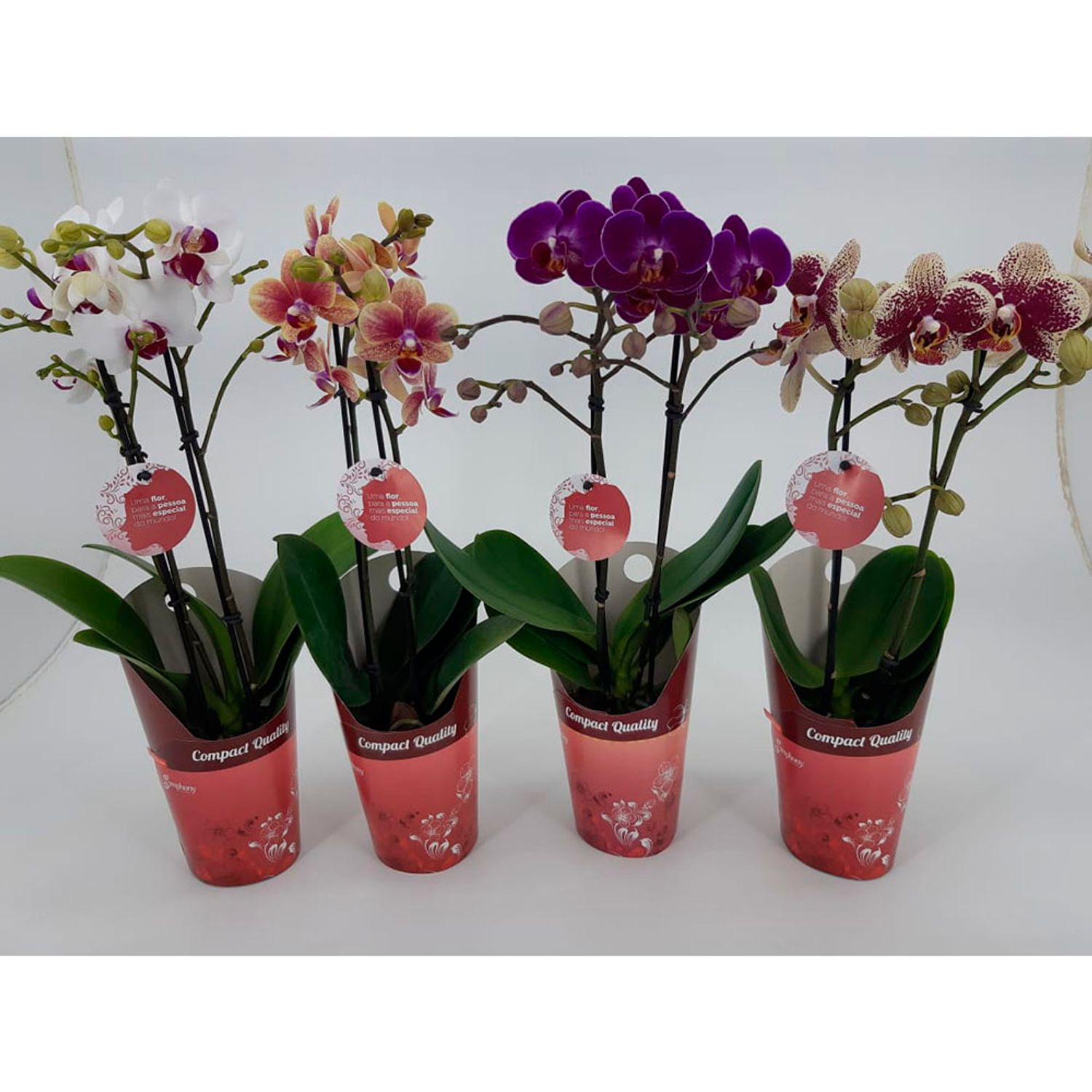 Orquidea-Phale-Mini-PT09