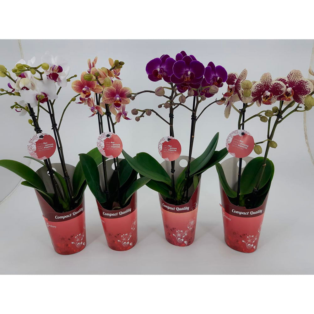 Orquídea Phale Mini PT09 para retirada em loja Pet Sop | Cobasi