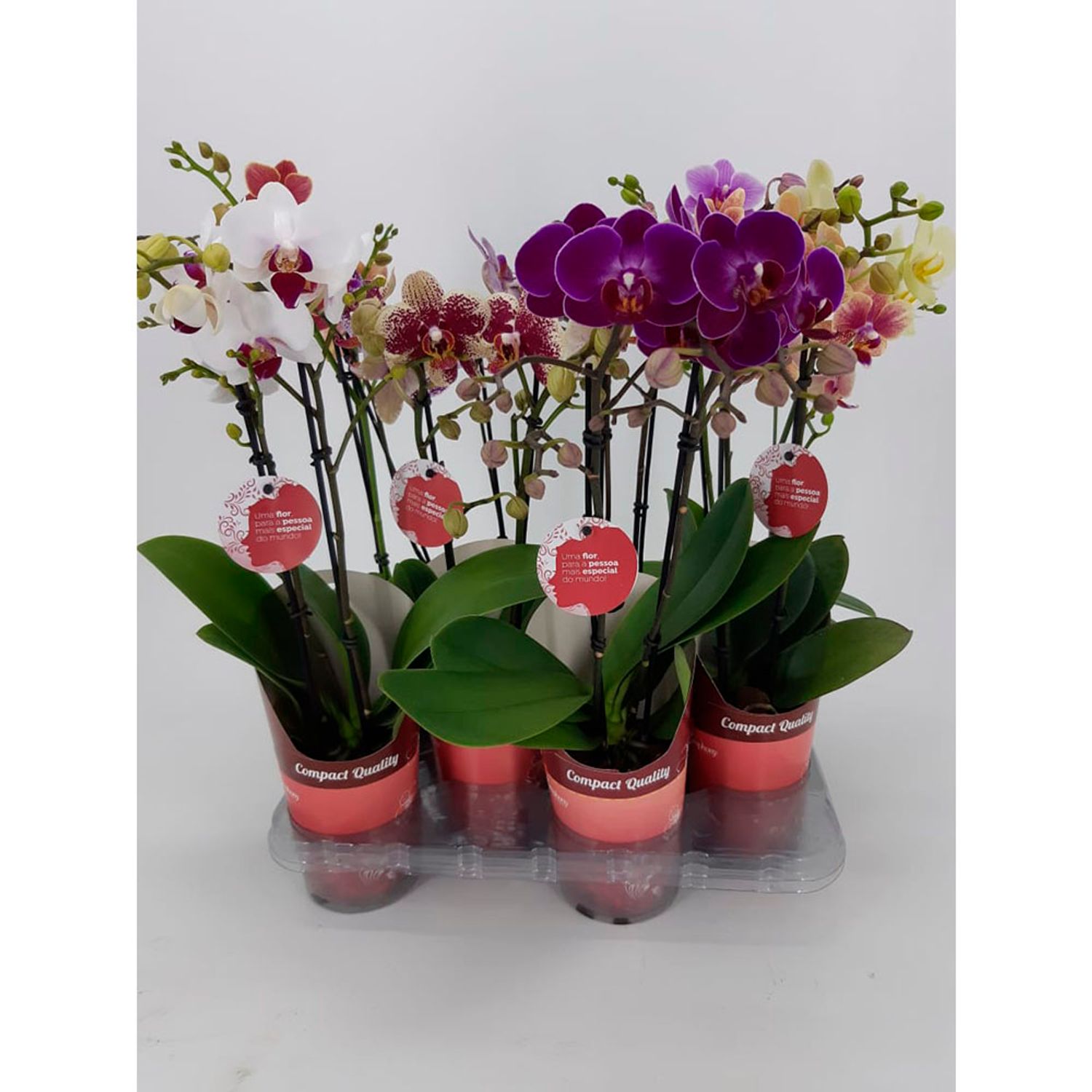 Orquidea-Phale-Mini-PT09-Detalhes