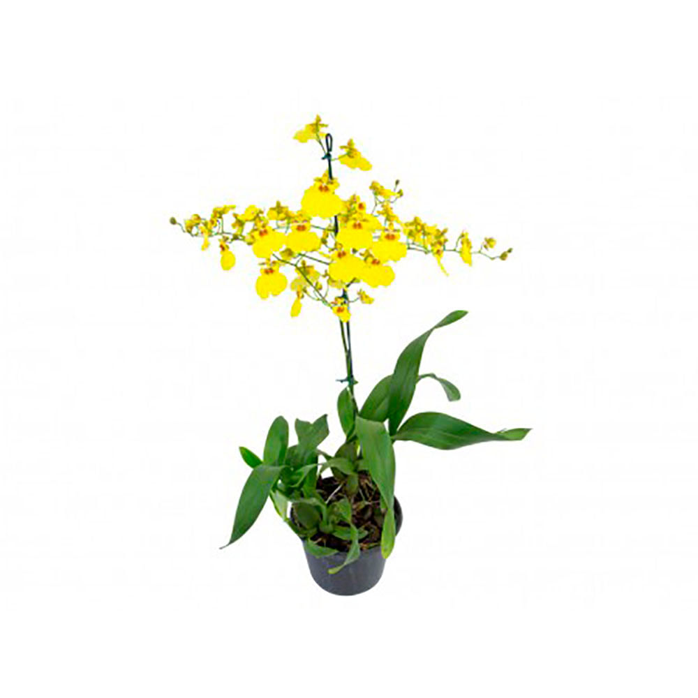 Orquídea Oncidium Variado P15