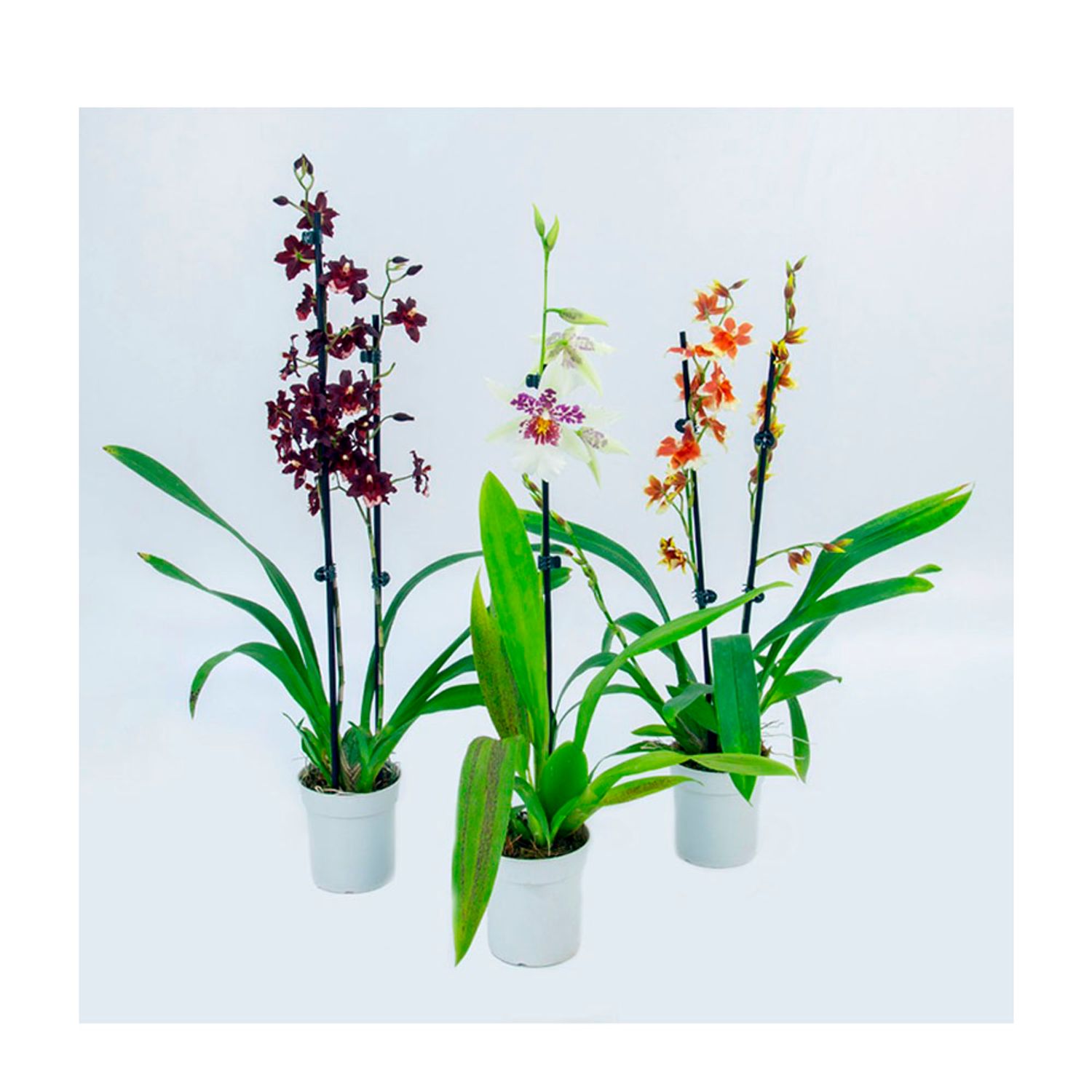 Orquidea-Oncidium-Variado-PT09-3866490-1