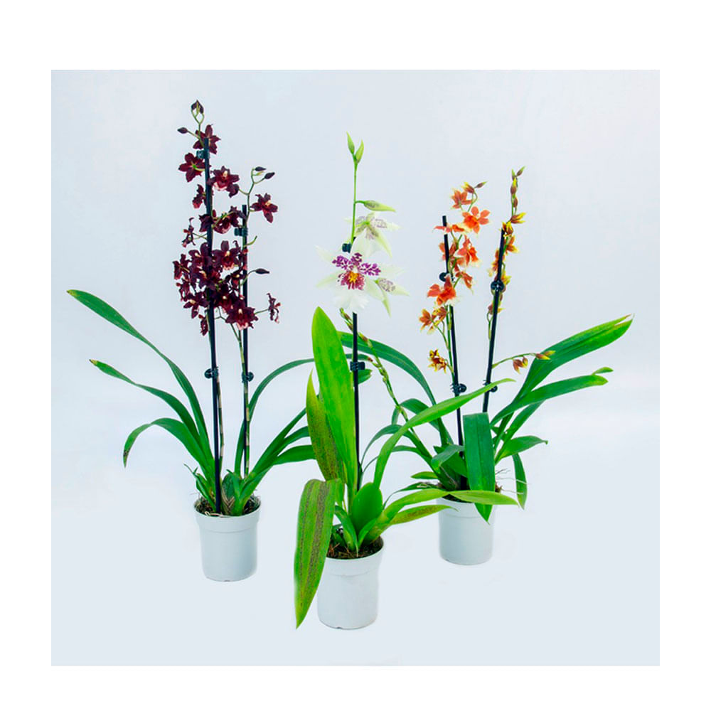 Orquídea Oncidium Variado PT09
