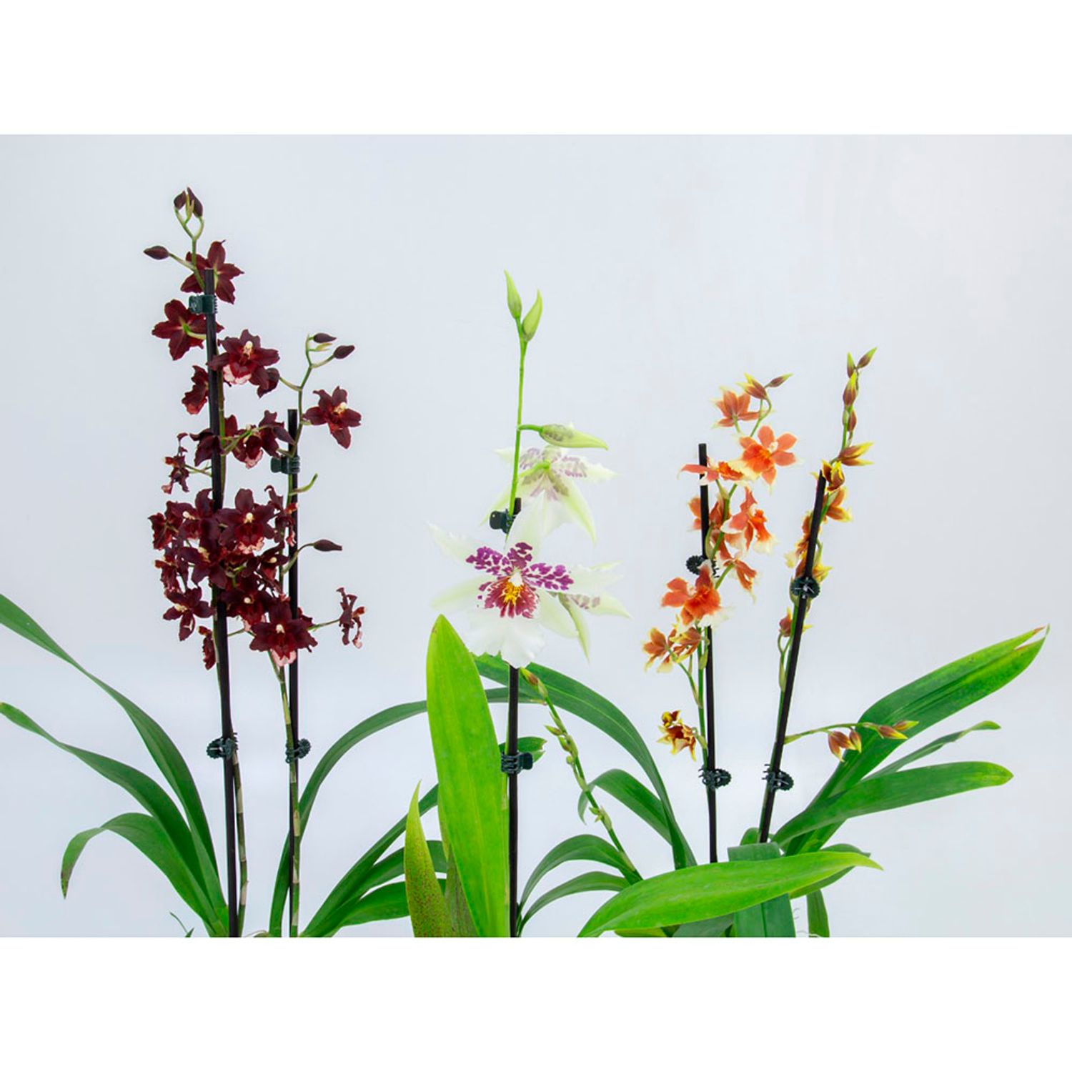 Orquidea-Oncidium-Variado-PT09-3866490-2