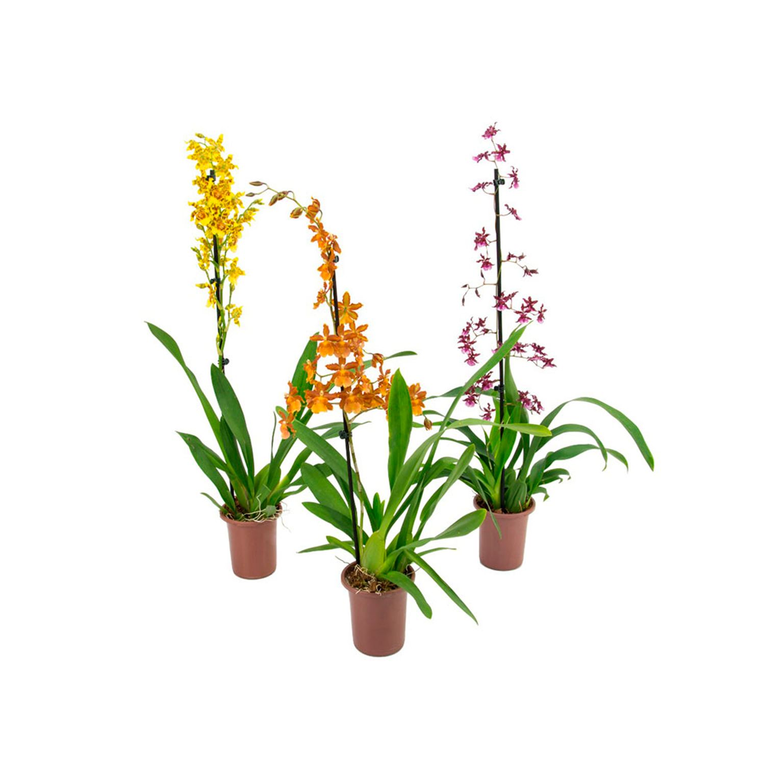 Orquidea-Oncidium-Variado-PT12-Flores-Sortidas