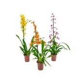 Orquídea Oncidium Variado PT12