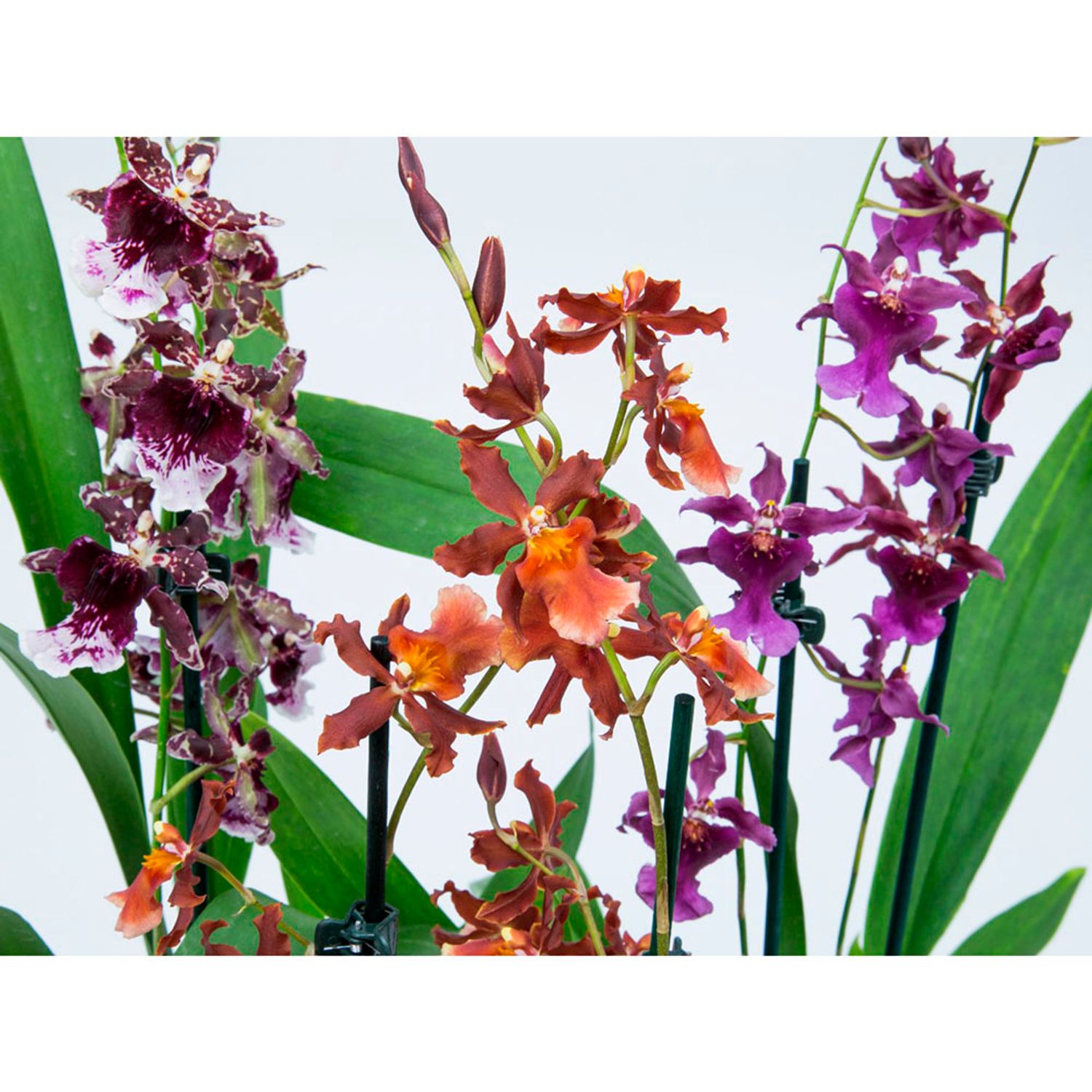 Orquidea-Oncidium-Variado-PT12-Detalhes