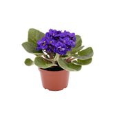 Violeta Variada Natural Pote 11