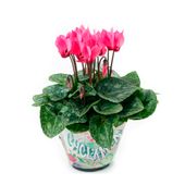 Cyclamen Mini Planta Natural Pote 11