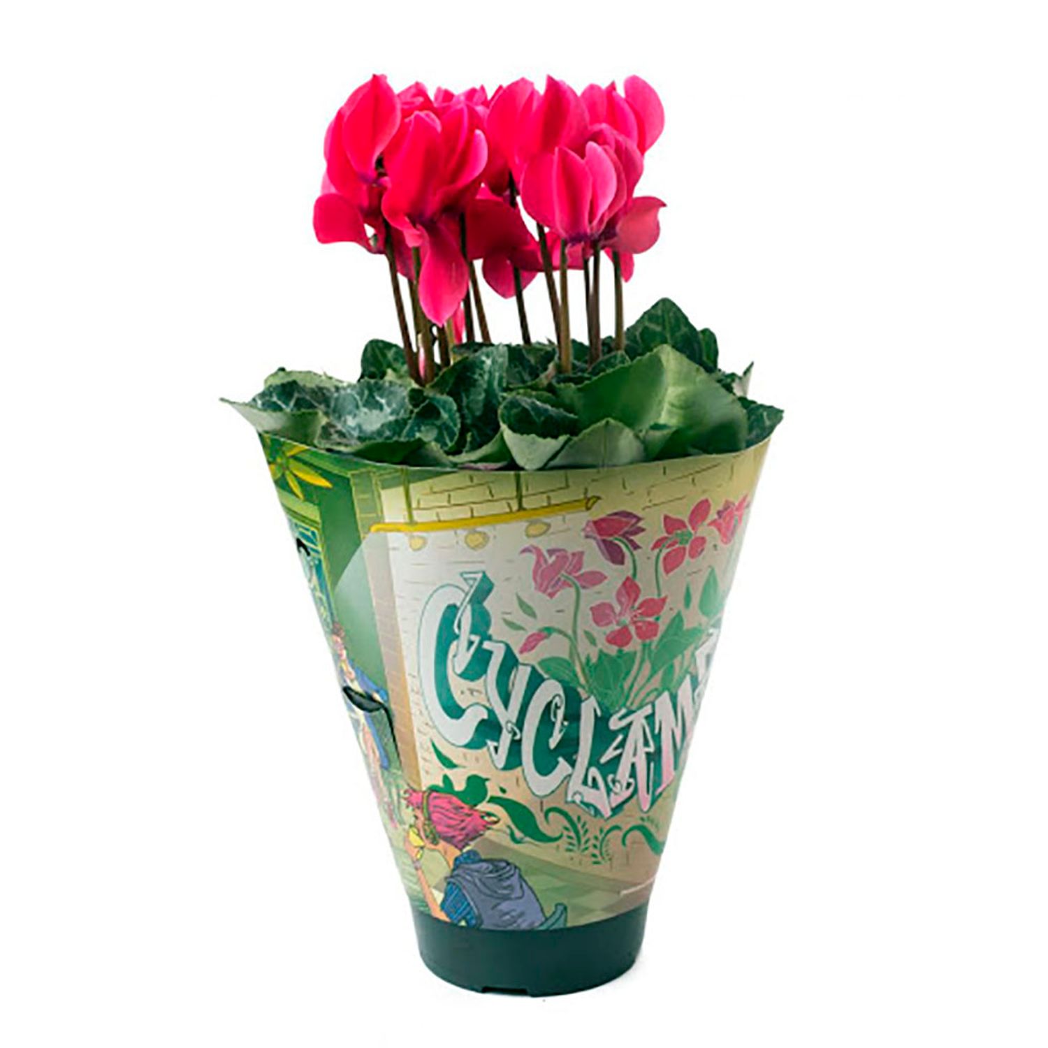Cyclamen-Mini-PT11-vaso