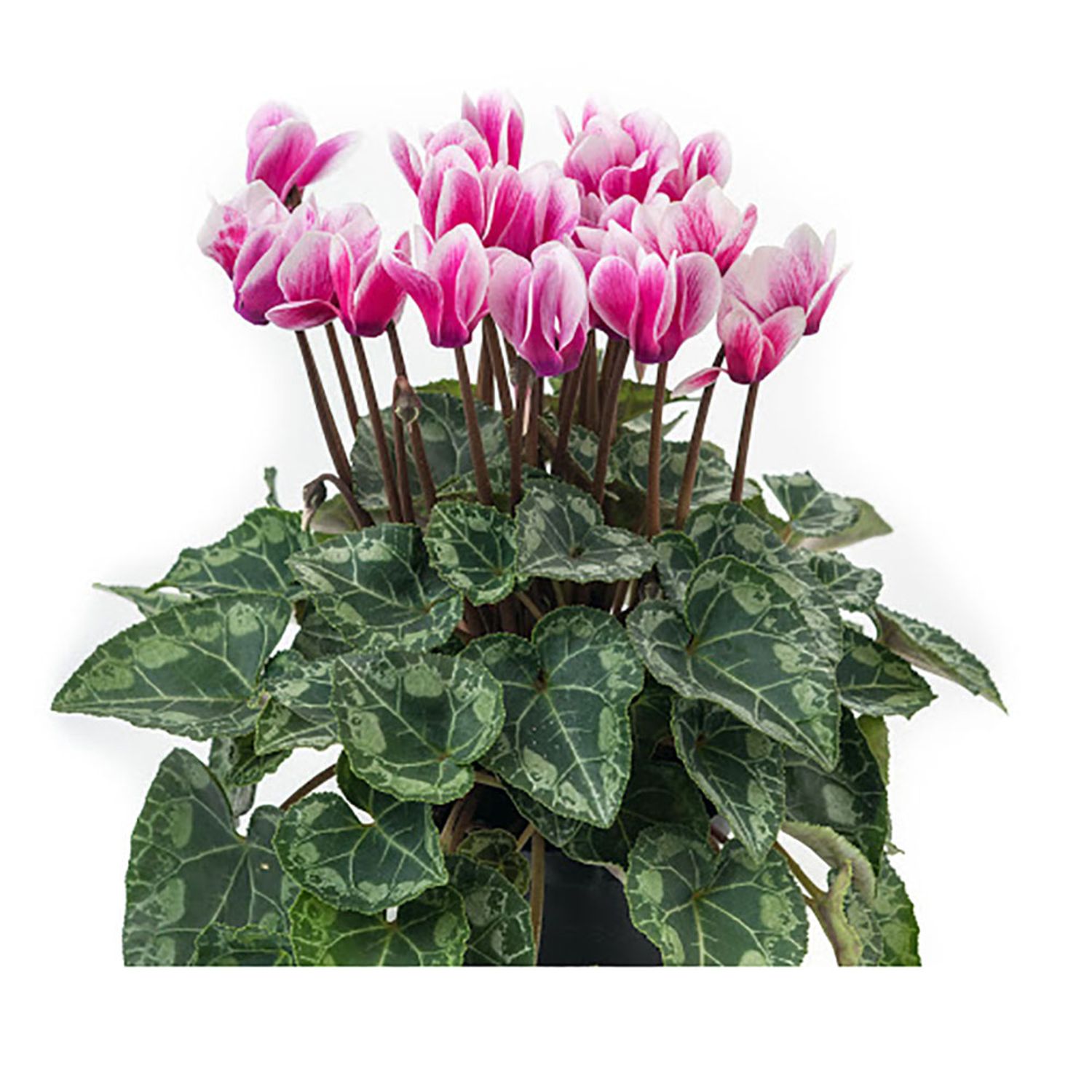 Cyclamen-Mini-PT11-detalhe