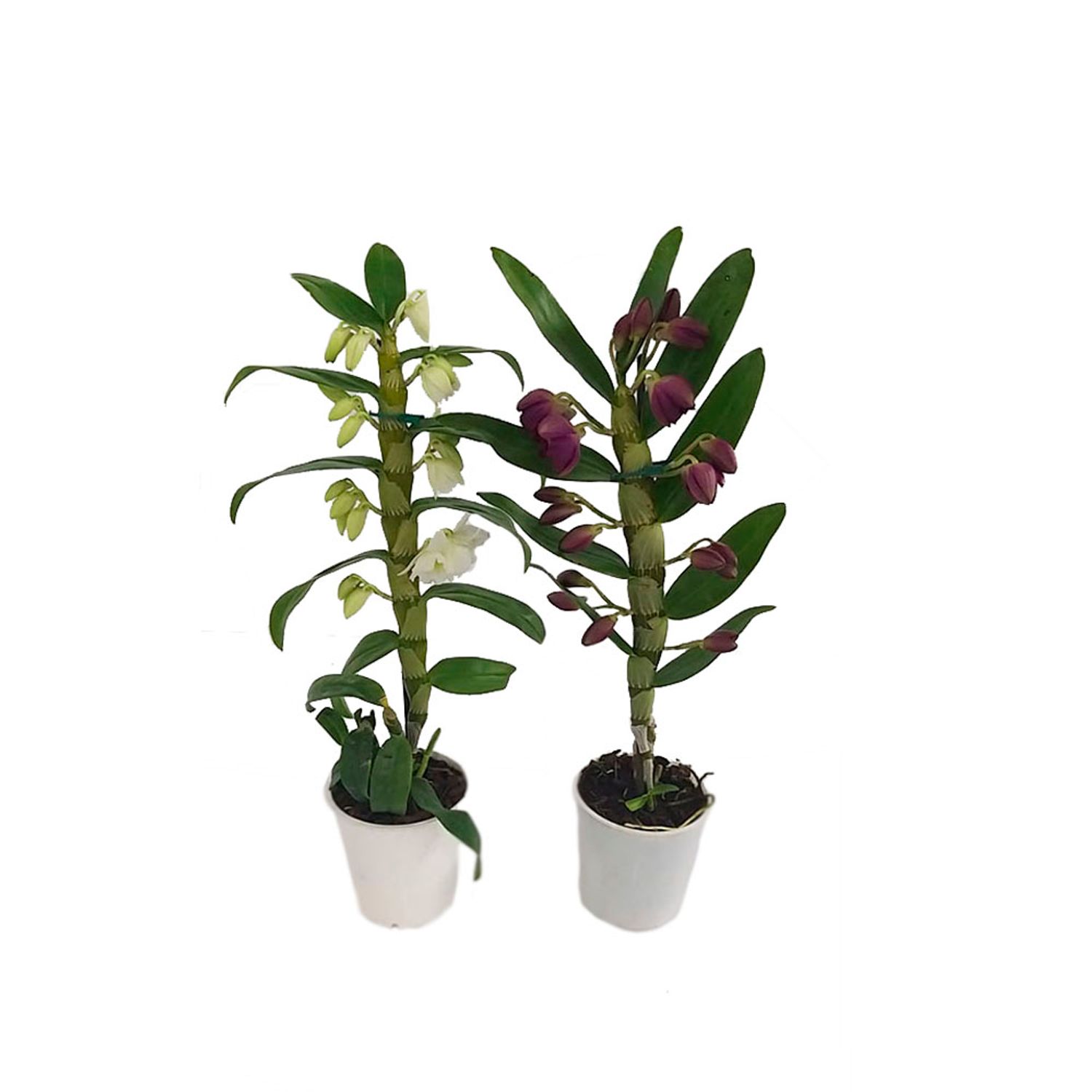 Orquidea-Dendobrium-Premium-PT12