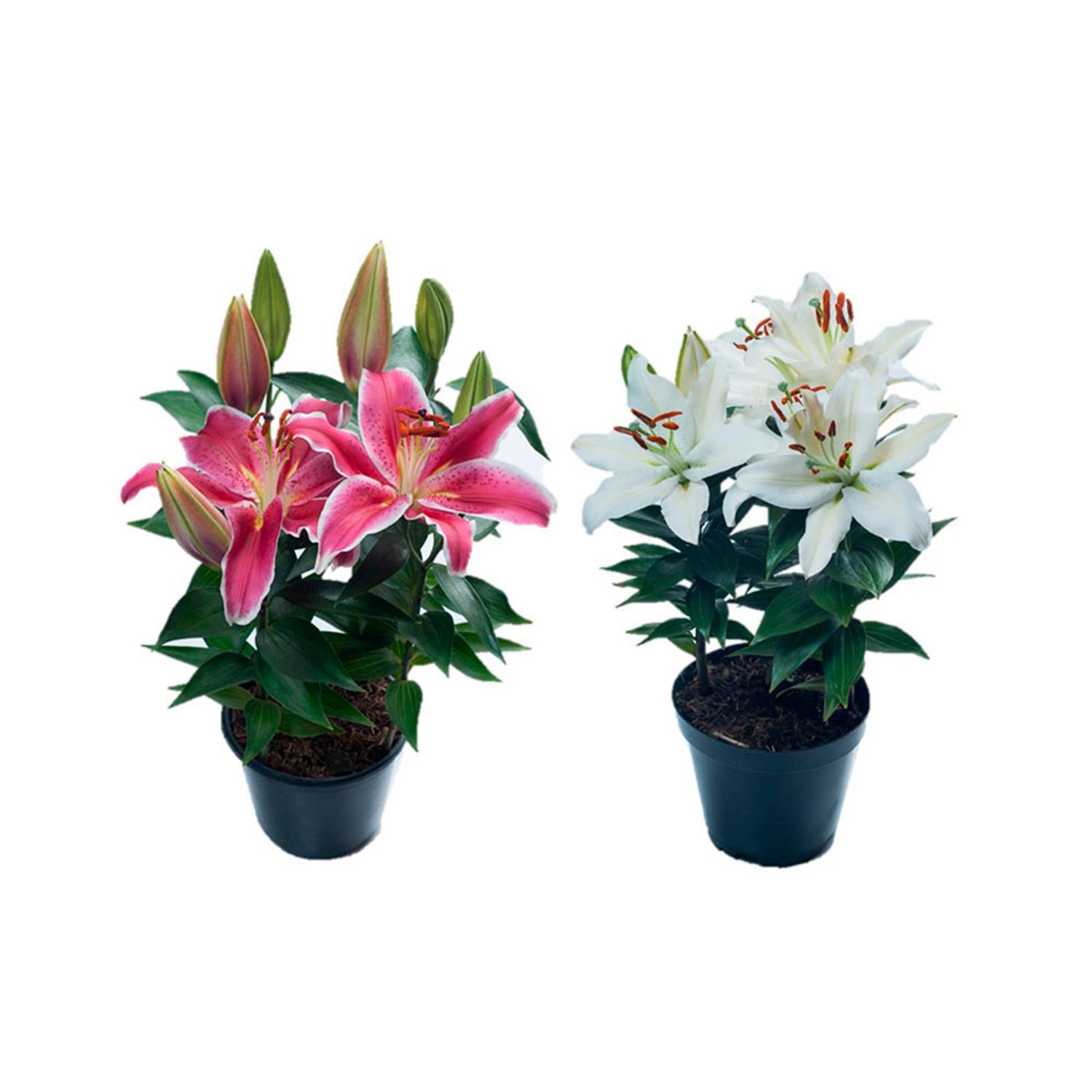 Lirio-Variado-PT15-dois-vasos-com-lirios-rosa-e-branco