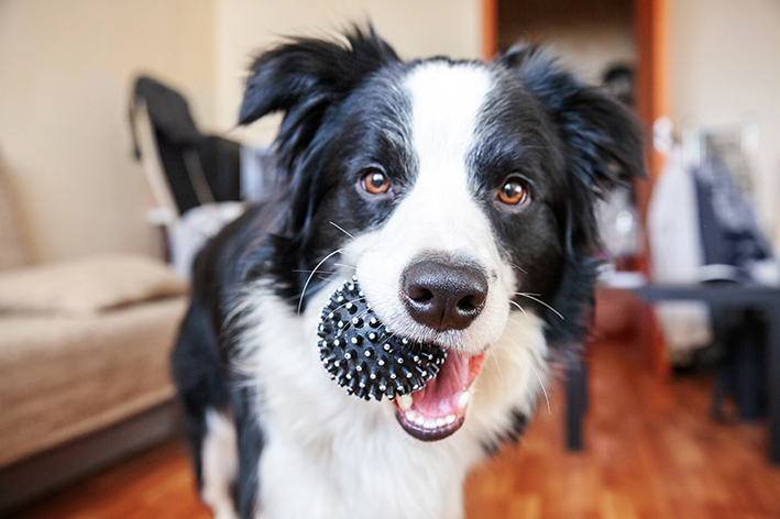 Cachorro Border Collie: saiba tudo sobre a raça