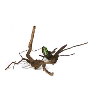 Maxxi Raiz Negra Ornamental