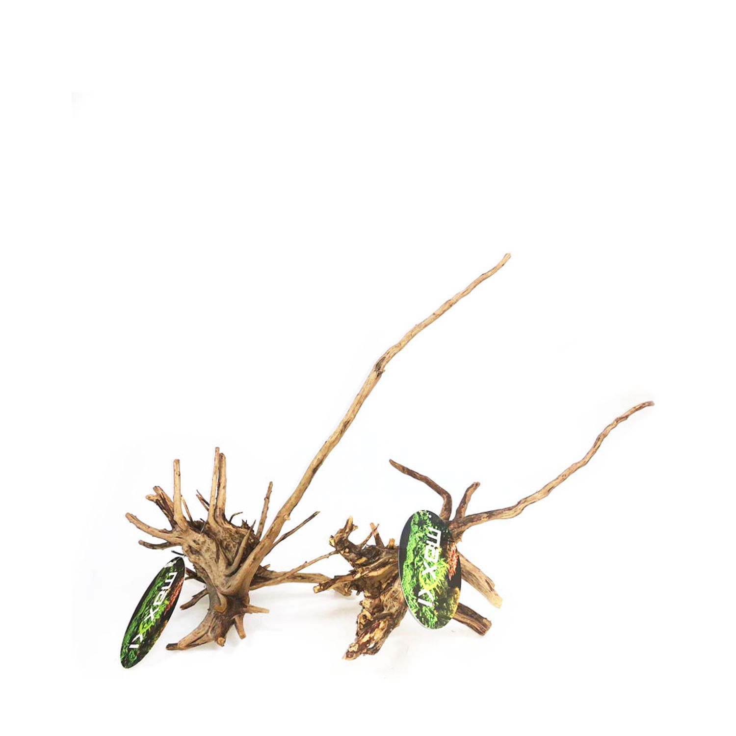 maxxi-raiz-negra-ornamental-40-50cm