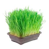 Graminha Vaso Trigo Bandeja Grass Pet