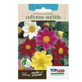 Sementes de Dahlia Coltness Sortida Tradicional Topseed Garden