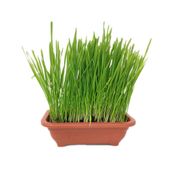 Graminha Vaso Trigo Mini Grass Pet