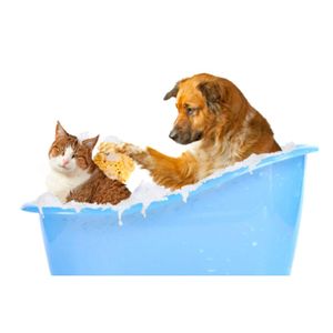 Shampoo Neutro para Cães e Gatos Fast Care - Único