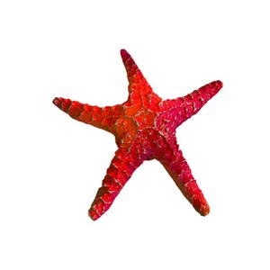 Enfeite Estrela do Mar Lester - Único